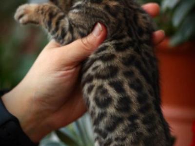 Moonlight - Bengal - Gallery Photo #1