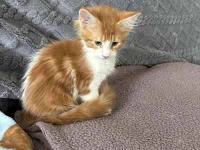 May Litter - Maine Coon - Gallery Photo #1