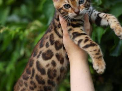Lilly - Bengal - Gallery Photo #1