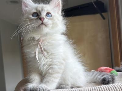 June - Siberian - Gallery Photo #1