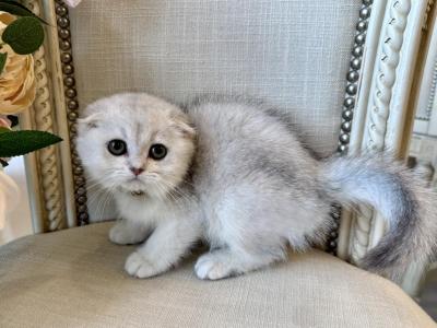 Scottish Fold Silver Chinchilla Female 2 - Scottish Fold - Gallery Photo #1