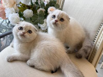 Scottish Fold Seal Point Brothers - Scottish Fold - Gallery Photo #1