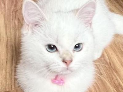 Flkitten1 White - British Shorthair - Gallery Photo #1