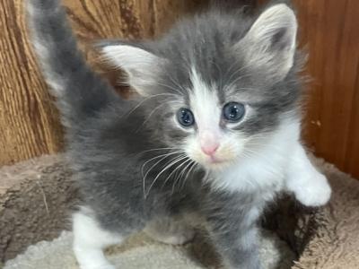 Blue Bayou - Norwegian Forest - Gallery Photo #1