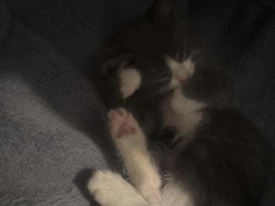 Kitty - Domestic - Gallery Photo #1