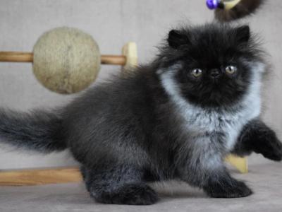 Beanie - Persian - Gallery Photo #1