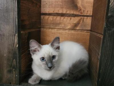 Balinese - Balinese - Gallery Photo #1