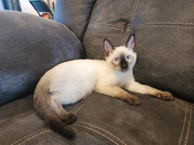 Junior - Siamese - Gallery Photo #1