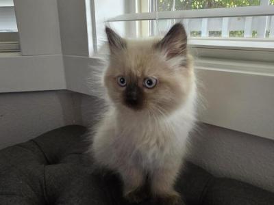 Daisy - Ragdoll - Gallery Photo #1