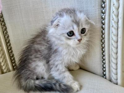 Scottish Fold Silver Chinchilla Female - Scottish Fold - Gallery Photo #1
