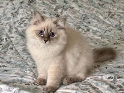Misty Blue Tabby Point - Siberian - Gallery Photo #1
