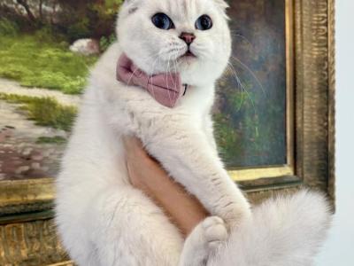 Scottish Fold Seal Point Female Retiring - Scottish Fold - Gallery Photo #1