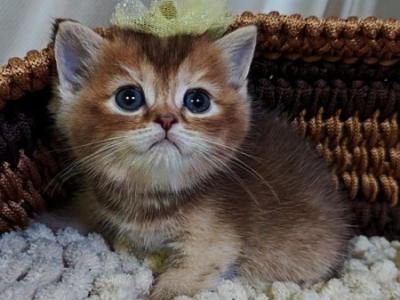 British Urmala - British Shorthair - Gallery Photo #1