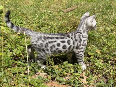 Barracuda - Bengal - Gallery Photo #1