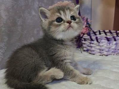 British Ursula - British Shorthair - Gallery Photo #1