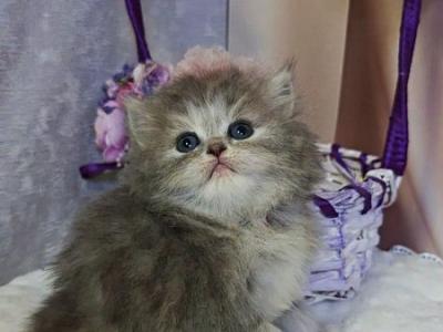 British Ustina - British Shorthair - Gallery Photo #1