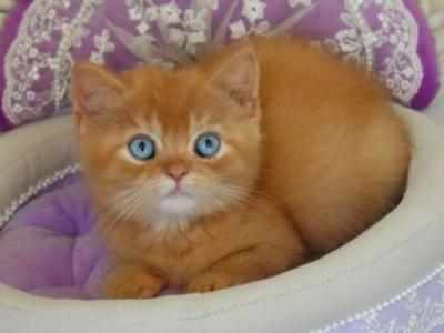 British Migel - British Shorthair - Gallery Photo #1