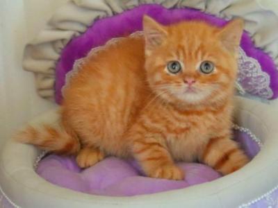 British Misha - British Shorthair - Gallery Photo #1
