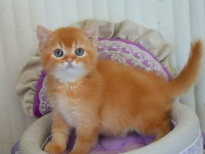 British Moshe - British Shorthair - Gallery Photo #1