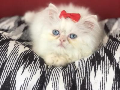 Kitten 2 Everest & Lyric Litter Himalayan - Himalayan - Gallery Photo #1