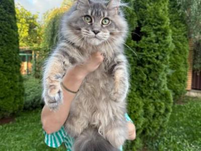 Blue Silver Maine Coon Female - Maine Coon - Gallery Photo #1