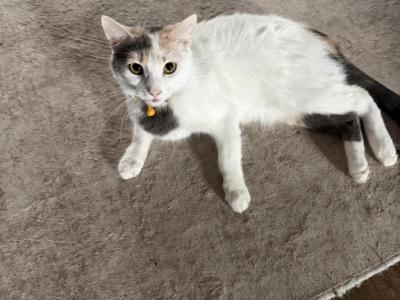 Nala - Domestic - Gallery Photo #1