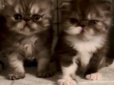 Cali's Kittens - Persian - Gallery Photo #1