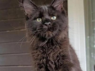 Black Maine Coon Male - Maine Coon - Gallery Photo #1