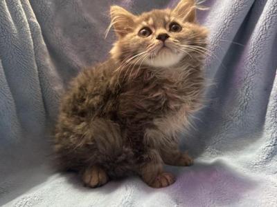 You Choose - Maine Coon - Gallery Photo #1