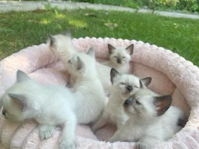 Balinese Kittens - Domestic - Gallery Photo #1