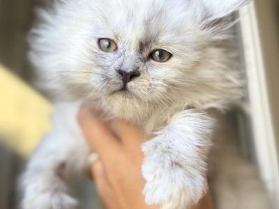 Ghost - Maine Coon - Gallery Photo #1
