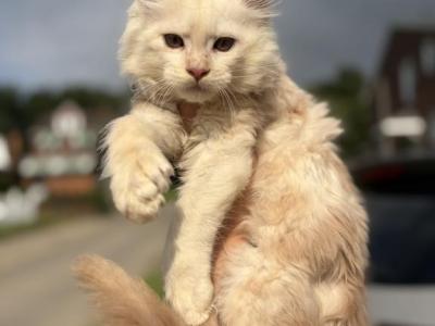 Ghost - Maine Coon - Gallery Photo #1