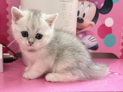 Tom 2 - British Shorthair - Gallery Photo #1