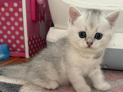 Bella 1 - British Shorthair - Gallery Photo #1