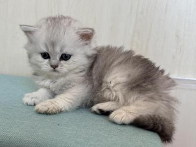 Bella Longhair - British Shorthair - Gallery Photo #1