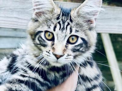 Main Coon - Maine Coon - Gallery Photo #1
