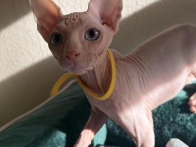 Dior - Sphynx - Gallery Photo #1