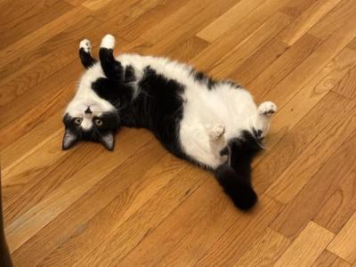 Nunu - American Shorthair - Gallery Photo #1