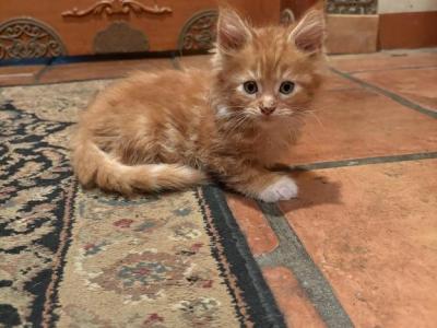 Bart - Maine Coon - Gallery Photo #1