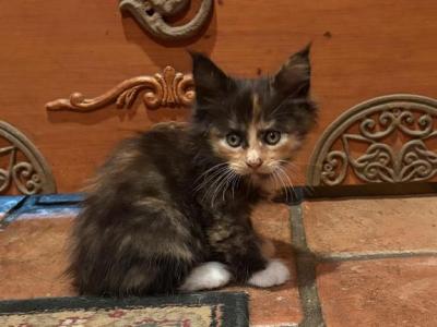 Becky - Maine Coon - Gallery Photo #1