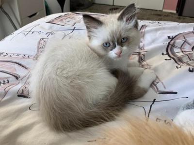 Lilas Litter - Ragdoll - Gallery Photo #1