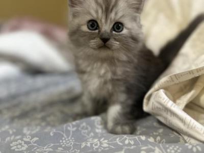 Oliver - Persian - Gallery Photo #1