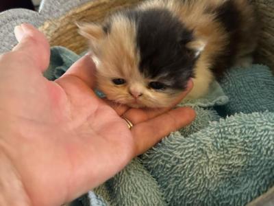Maui - Persian - Gallery Photo #1