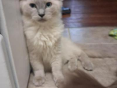 Tica Mink Ragdoll - Ragdoll - Gallery Photo #1