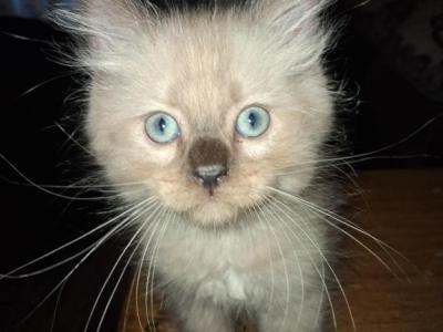 Tica Ragdoll Theo - Ragdoll - Gallery Photo #1