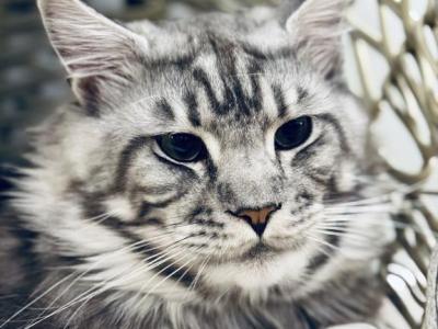 Mufasa - Maine Coon - Gallery Photo #1