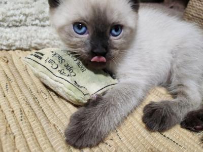 Sealpoint Male - Siamese - Gallery Photo #1
