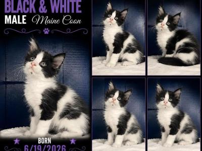 Luna's Black And White - Maine Coon - Gallery Photo #1