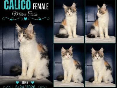 Sassy's Calico - Maine Coon - Gallery Photo #1