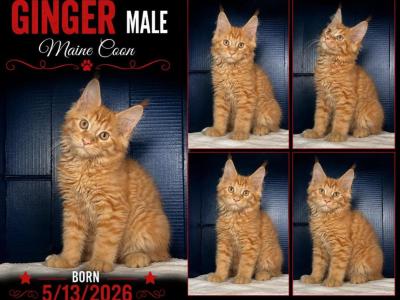 Stormy Ginger 2 - Maine Coon - Gallery Photo #1